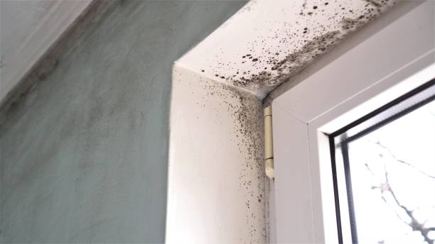 Best Attic Mold Removal  in Northchase, NC