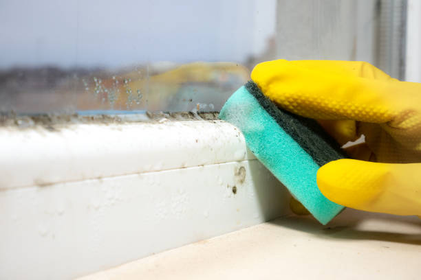 Best Certified Mold Removal  in Northchase, NC