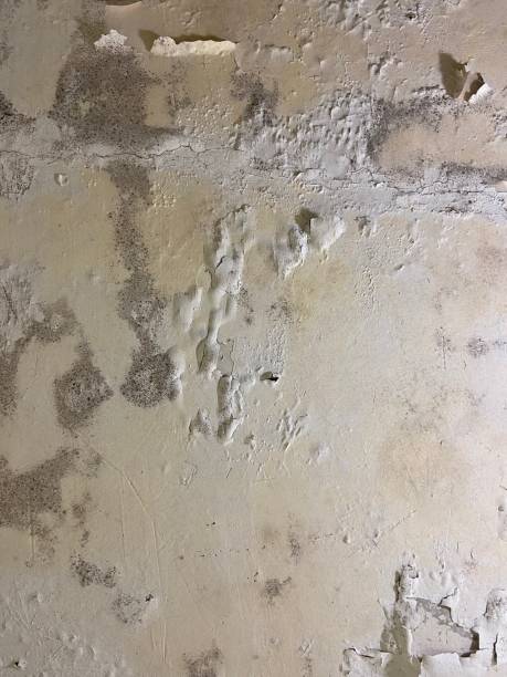 Best Mold Removal Specialists  in Northchase, NC