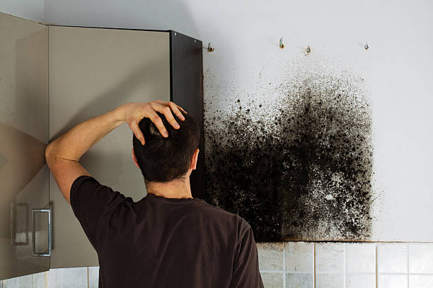 Best Residential Mold Removal  in Northchase, NC